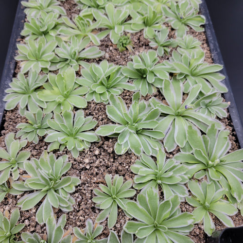 Pinguicula Snow Queen