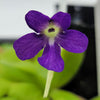 Pinguicula 'Sumidero I'