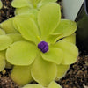 Pinguicula 'Sumidero II'