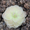 Pinguicula Sunshine