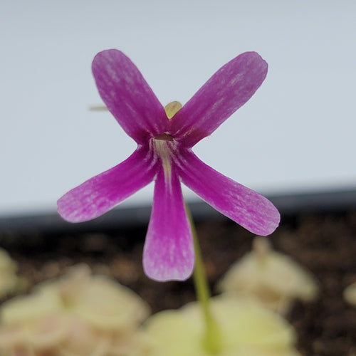 Pinguicula Sunshine