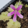 Pinguicula Sunshine