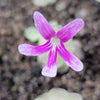 Pinguicula Sunshine
