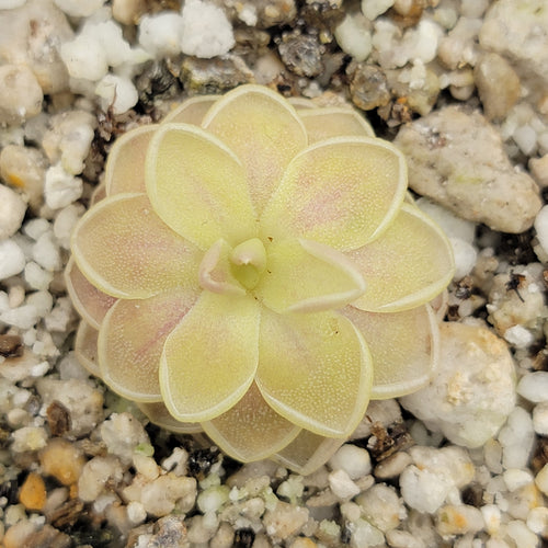 Pinguicula Sunshine