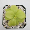 Pinguicula 'Tina'