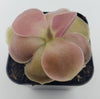 Pinguicula 'Weser'