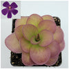 Pinguicula 'Weser' x agnata 'El Lobo'