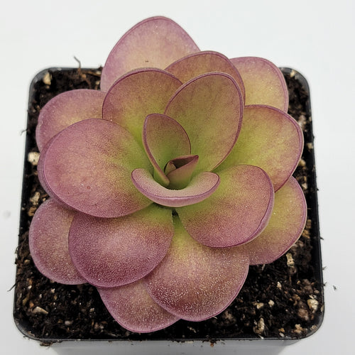 Pinguicula 'Weser' x agnata 'El Lobo'