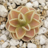 Pinguicula Yucca Do 1713