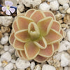 Pinguicula Yucca Do 1713