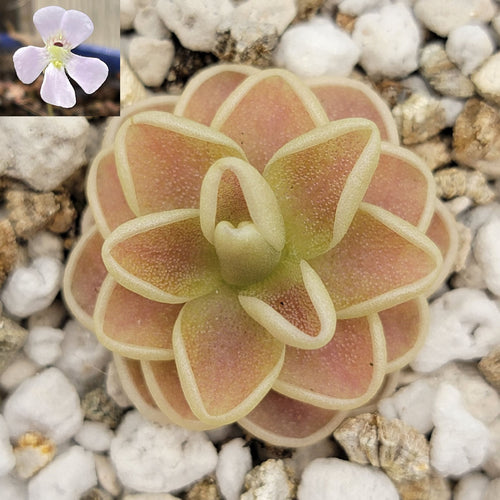 Pinguicula Yucca Do 1713