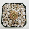 Pinguicula Yucca Do 1713
