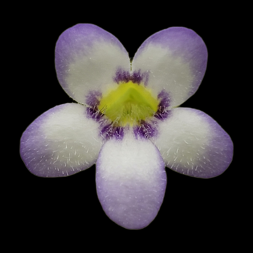 Pinguicula agnata 'Ekuma'