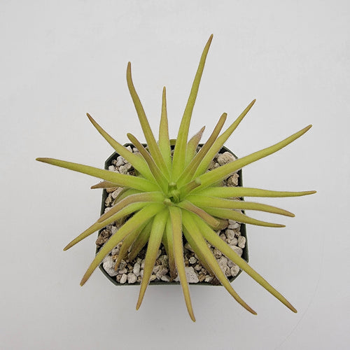 Pinguicula gypsicola x moctezumae