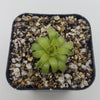 Pinguicula acuminata