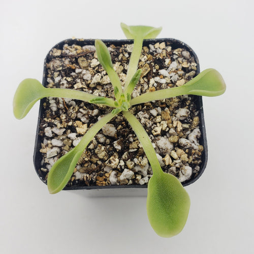 Pinguicula acuminata