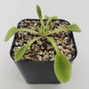 Pinguicula acuminata