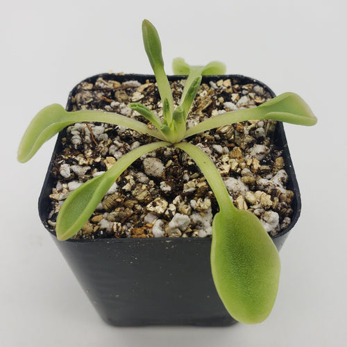 Pinguicula acuminata