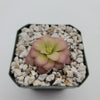 Pinguicula agnata 'El Lobo' x (laueana CP2 x emarginata)
