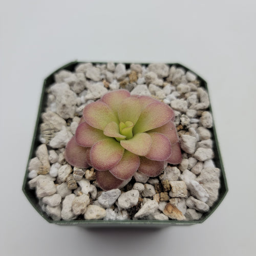 Pinguicula agnata 'El Lobo' x (laueana CP2 x emarginata)