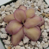 Pinguicula agnata 'El Lobo' x (laueana CP2 x emarginata)