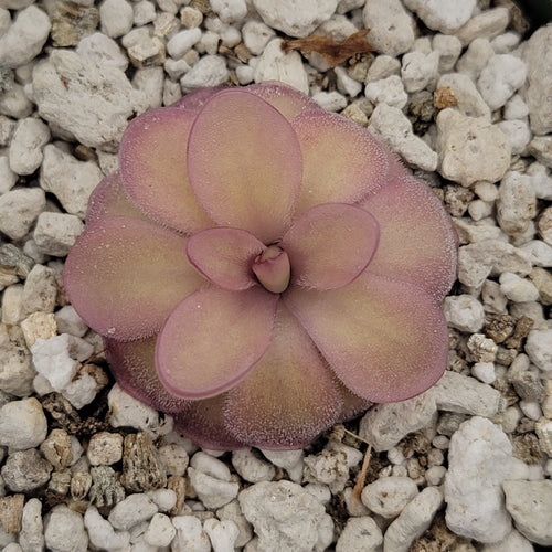 Pinguicula agnata 'El Lobo' x hemiepiphytica