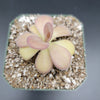 Pinguicula agnata Scented Flower