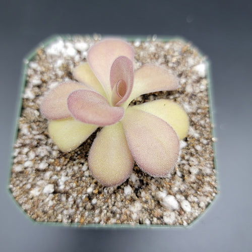 Pinguicula agnata Scented Flower
