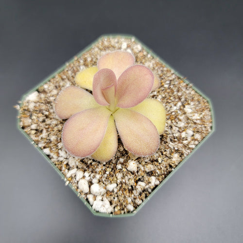 Pinguicula agnata Scented Flower