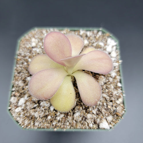 Pinguicula agnata Scented Flower