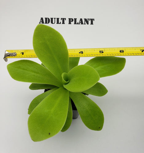 Pinguicula agnata True Blue x gigantea