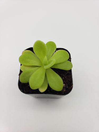 Pinguicula agnata True Blue x gigantea