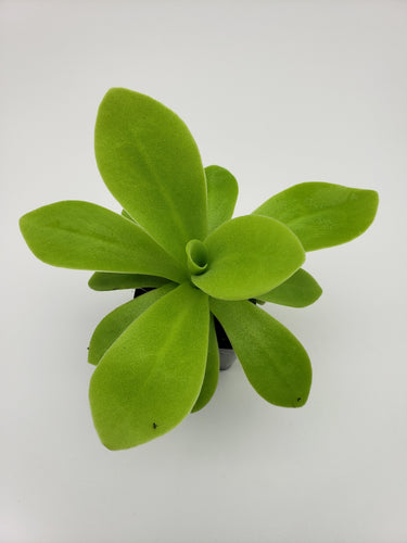 Pinguicula agnata True Blue x gigantea