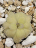 Pinguicula agnata True Blue x hemiepiphytica