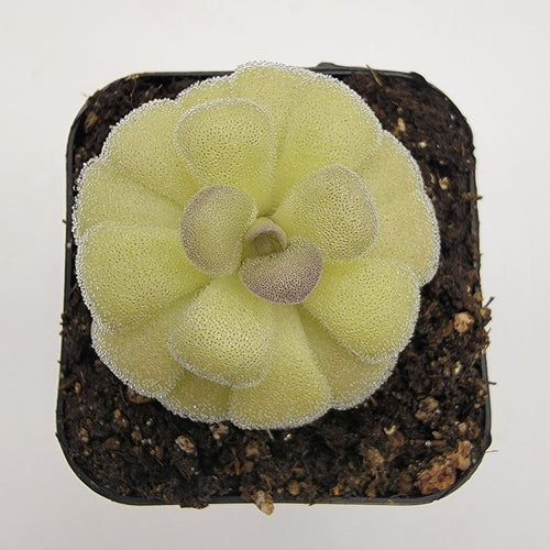 Pinguicula agnata True Blue x hemiepiphytica