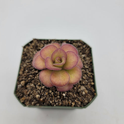 Pinguicula agnata 'El Lobo'
