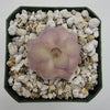 Pinguicula agnata x cyclosecta