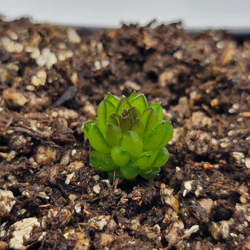 Pinguicula calderoniae {llano del conejo, San Luis Potosi}