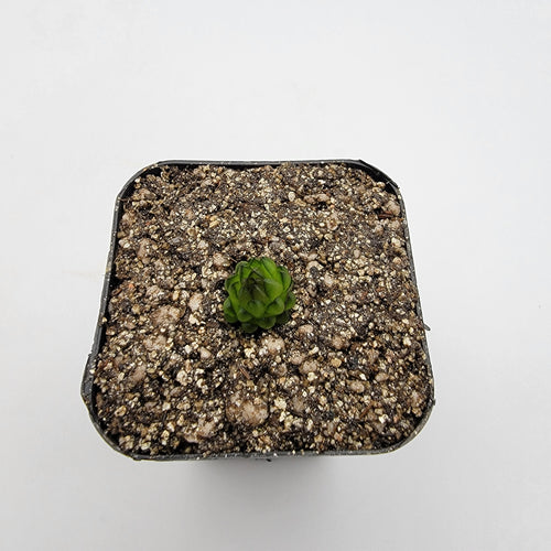 Pinguicula calderoniae {llano del conejo, San Luis Potosi}