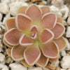 Pinguicula ehlersiae {Tolantongo}