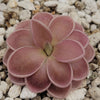 Pinguicula ehlersiae x mesophytica (clone #001)