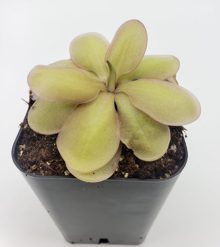 Pinguicula emarginata {red coloured and big rosette} x elizabethiae