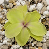 Pinguicula emarginata x cyclosecta