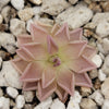 Pinguicula Estrellita