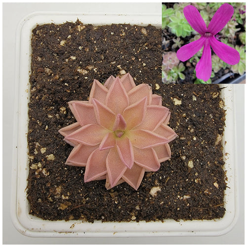 Pinguicula Estrellita
