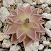 Pinguicula Estrellita