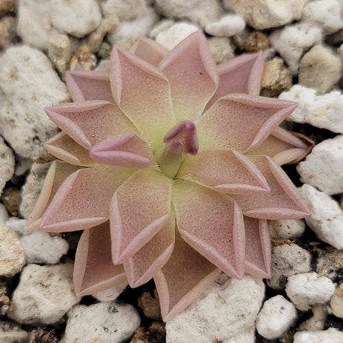 Pinguicula Estrellita