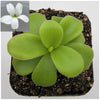 Pinguicula gigantea alba