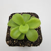 Pinguicula gigantea alba