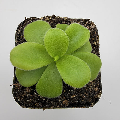 Pinguicula gigantea alba